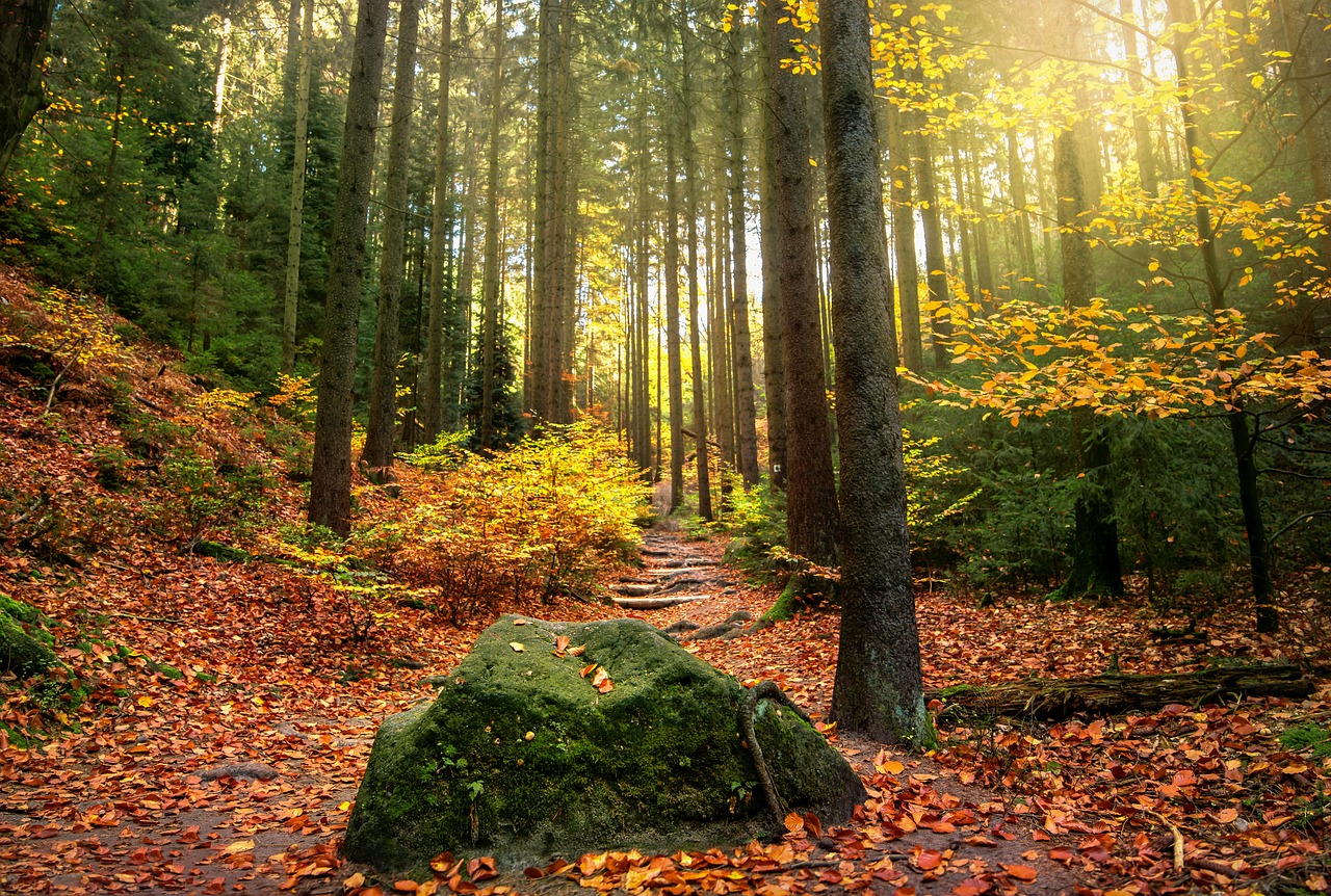 forest-2942483_1280